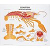 Denoyer-Geppert Charts/Posters, Crayfish Chart Mounted 1885-10